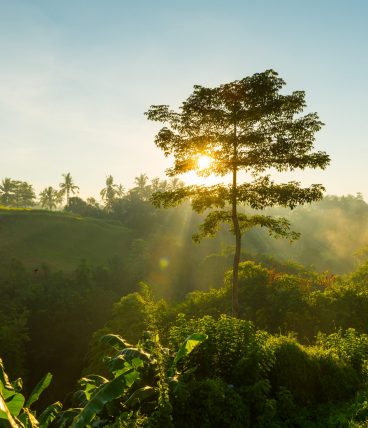 Sun is rising and shining through tree branches on Bali, Indonesia