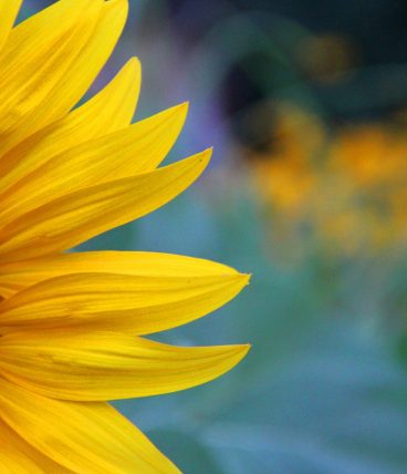 A closeup shot of a beautiful yellow sunflower on a blurred background